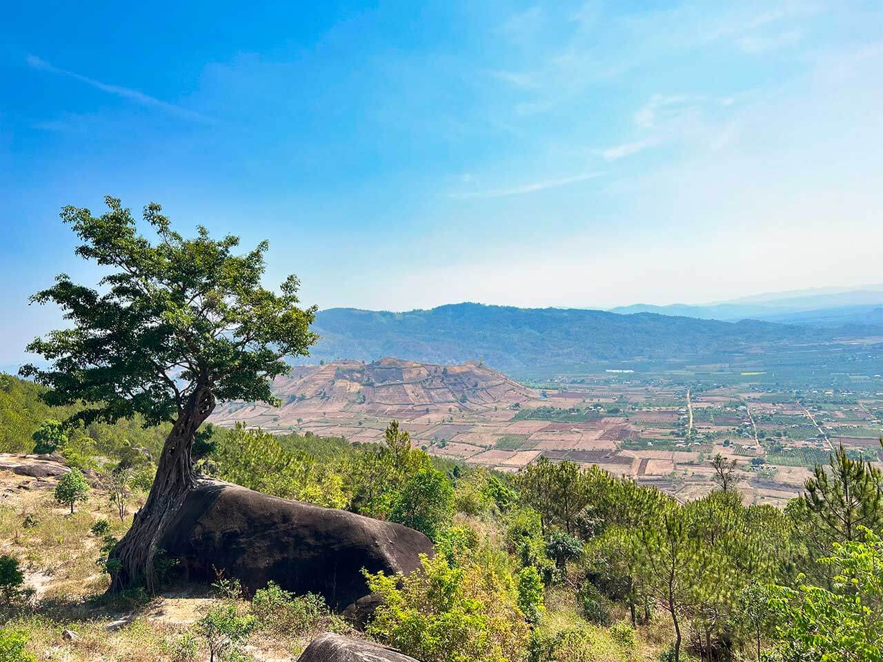 bonsai-cay-bam-da-rung-chu-nam3